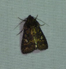 Condica albigera