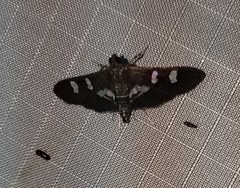 Desmia deploralis