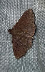 Antiblemma concinnula