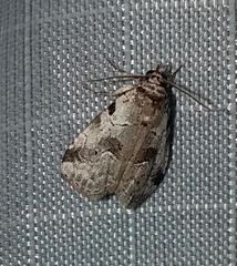 Hyperstrotia aetheria