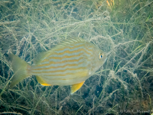 Western Atlantic Seabream