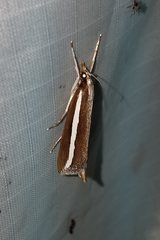 Carectocultus perstrialis