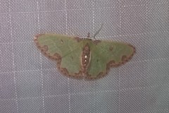 Synchlora xysteraria