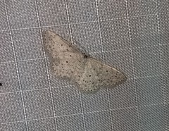 Idaea ostentaria