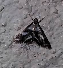 Chrysendeton imitabilis