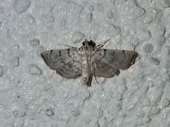 Salbia