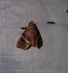 Cecharismena nectarea