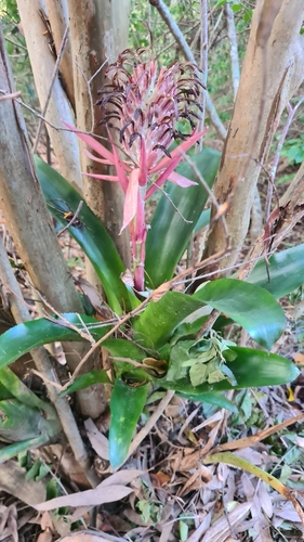 Billbergia pyramidalis