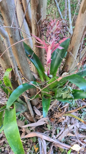 Billbergia pyramidalis