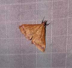 Pyrausta onythesalis