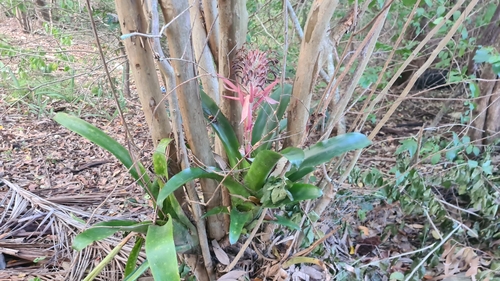 Image of Billbergia pyramidalis by (c) Auradyme, some rights reserved (CC BY)