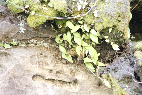 Image of Lesotho Orchid (Dracomonticola virginea) by (c) Tony Rebelo, some rights reserved (CC BY-SA)