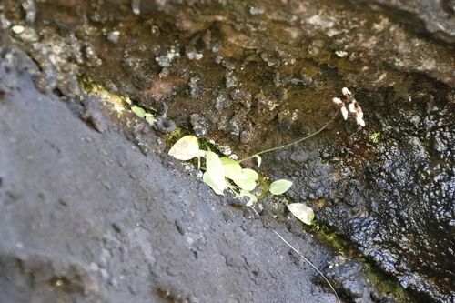 Image of Dracomonticola virginea by (c) Tony Rebelo, some rights reserved (CC BY-SA)