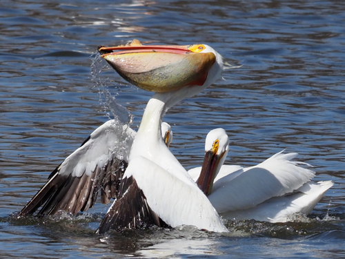 American White Pelican photographed in Colorado