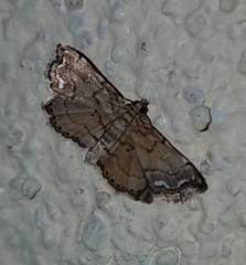 Neomusotima conspurcatalis