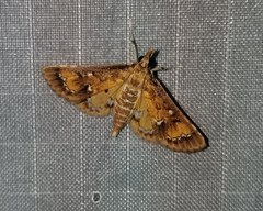 Niphograpta albiguttalis