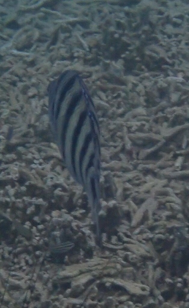 Black-tailed Sergeant-major