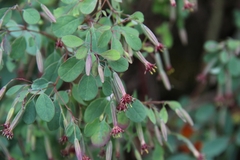 Porophyllum pringlei