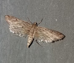 Parapoynx allionealis