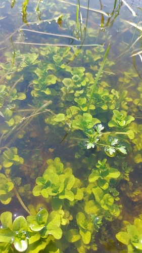 Lysimachia nummularia