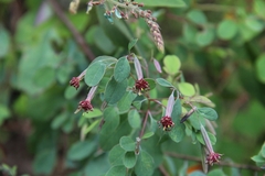 Porophyllum pringlei