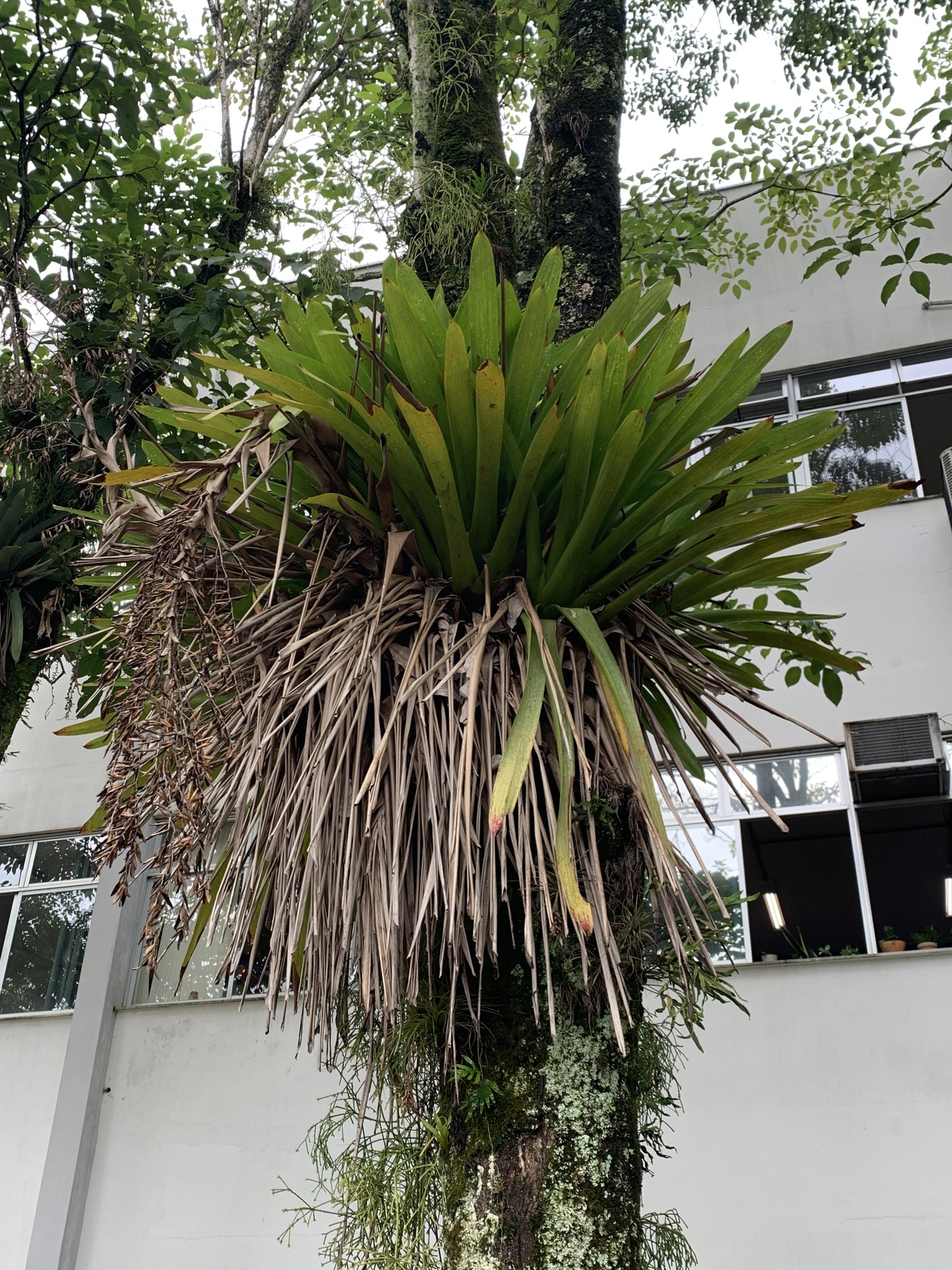 Vriesea philippocoburgi