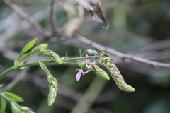 Porophyllum pringlei