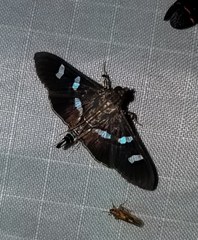 Desmia ploralis