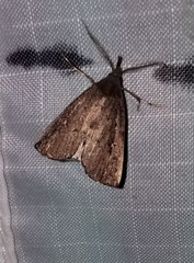 Macrochilo orciferalis