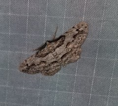 Iridopsis pergracilis