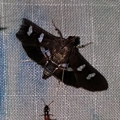 Desmia deploralis