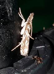 Prionapteryx achatina