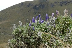 Lupinus pubescens