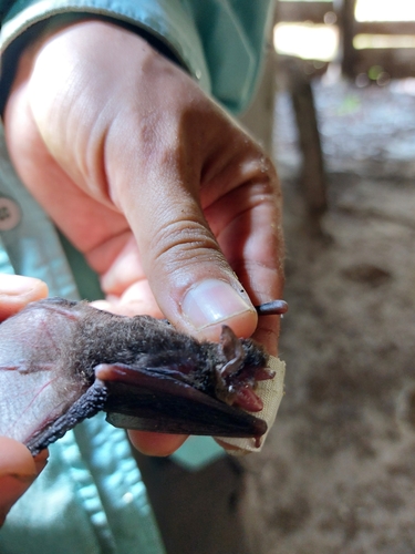 Northern Hairy-legged Myotis