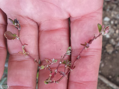 Polycarpon tetraphyllum tetraphyllum