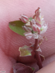 Polycarpon tetraphyllum tetraphyllum