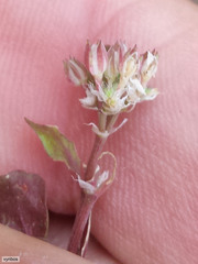 Polycarpon tetraphyllum tetraphyllum