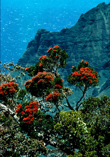 Metrosideros polymorpha