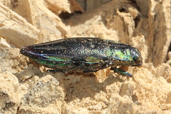 Cyphogastra pistor