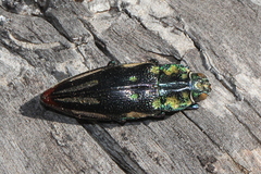 Cyphogastra pistor