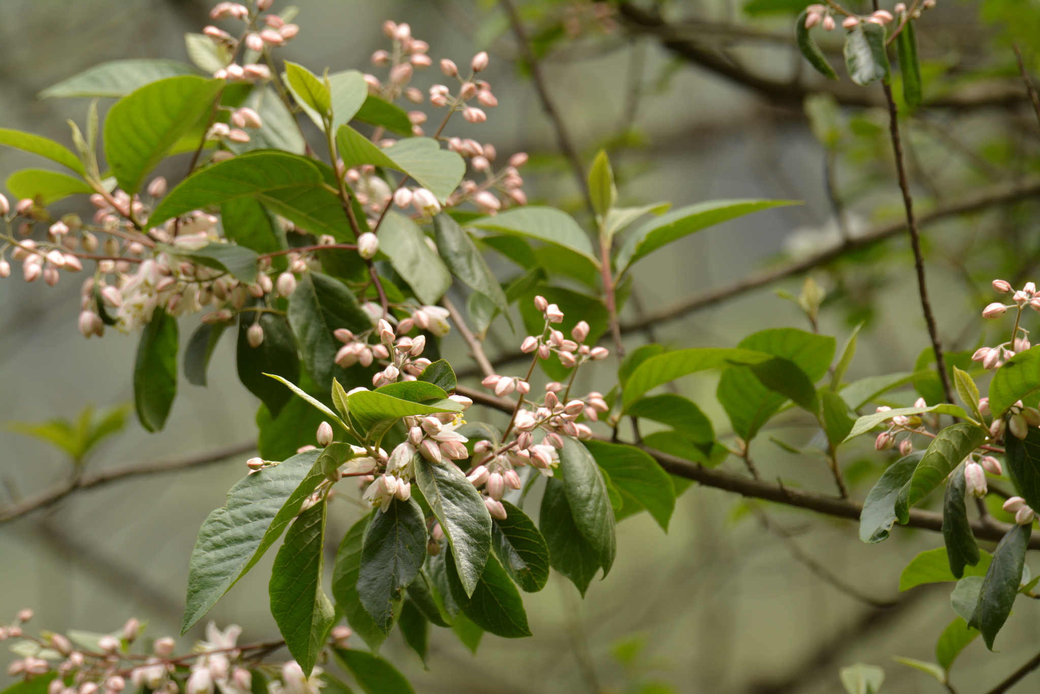 Alniphyllum Matsum.