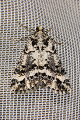 Pseudocoremia leucelaea