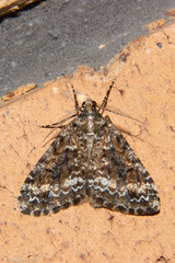 Pseudocoremia leucelaea