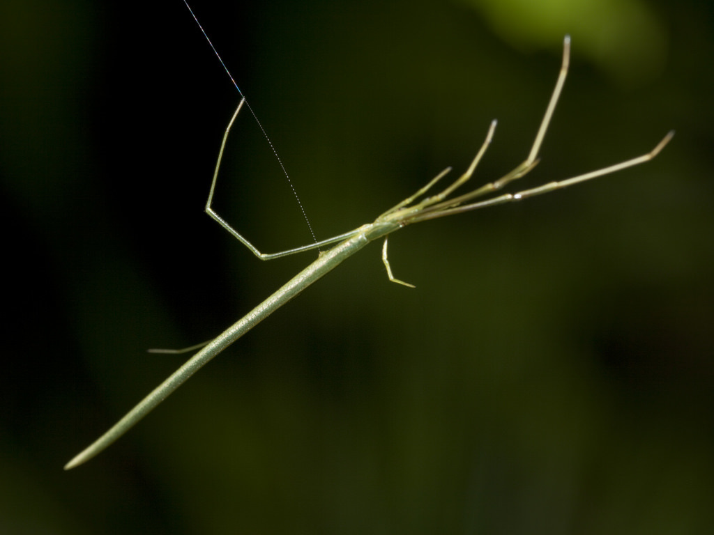 蚓腹阿里蛛 Ariamnes cylindrogaster (版纳植物园常见蜘蛛手册) · iNaturalist