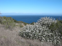 Ceanothus megacarpus insularis