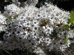 Ceanothus megacarpus insularis