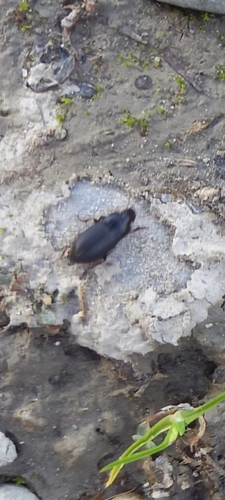 potemník hladký (Crypticus quisquilius)