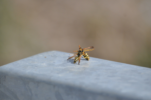 European Paper Wasp, Sint Pieter, Maastricht, Nederland, photo 7 of 10