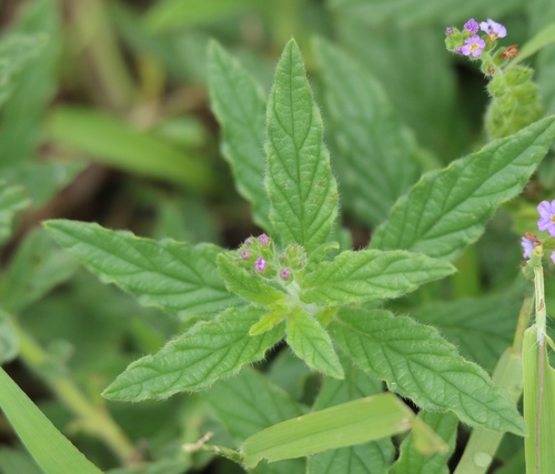 Heliotropium amplexicaule