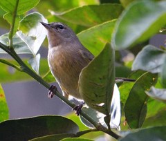 Leiothlypis celata
